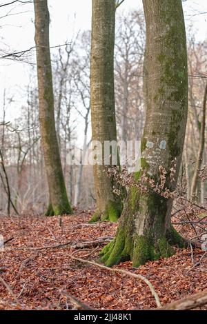 Spätwinter Wald. Blick am Morgen auf Waldbäume in der Natur. Gefallene Blätter an einem kalten Morgen, natürlich verwurzelte Wege und umschwirrende Reben. Leben verändern Stockfoto