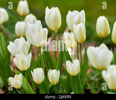 Nahaufnahme von wunderschönen weißen Tulpen, die im Sommer in einem Garten im Garten blühen. Zoom der frühlingsblühenden Pflanzen, die sich öffnen und auf einem Feld in der blühen Stockfoto