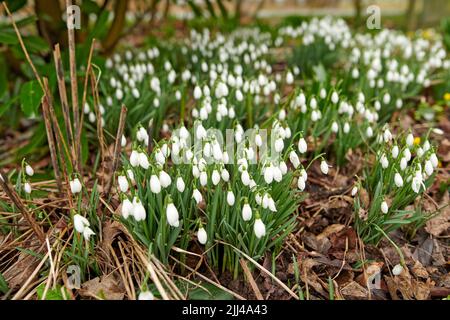 Galanthus woronowii wächst in ihrem natürlichen Lebensraum in einem dichten Wald. Grüner Schneeglöpfen im Wald. Woronows Schneeglöt. Pflanzenarten gedeihen in Stockfoto