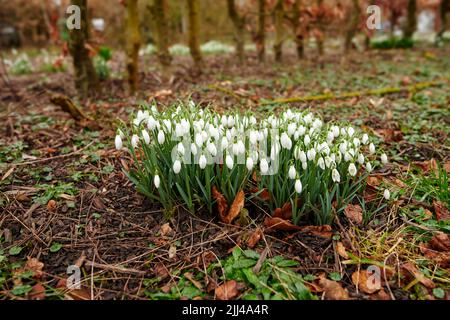 Galanthus woronowii wächst in ihrem natürlichen Lebensraum in einem dichten Wald. Grüner Schneeglöpfen im Wald. Woronows Schneeglöt. Pflanzenarten gedeihen in Stockfoto