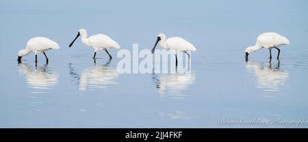 Königlicher Löffler, der in Hafenschrossen, Tauranga, Neuseeland, füttert Stockfoto