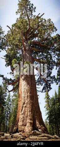 Riesiger Sequoia Baum in Mariposa Stockfoto