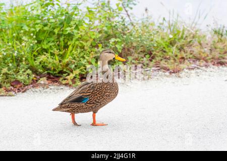 Melierte Ente (Anas fulvigula) auf einem Seeufer in J.N. Ding Darling NWR. Florida. USA Stockfoto