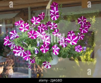 Nahaufnahme einer Petunia in wunderschöner violetter Farbe gemischt mit weiß in Blüte, - hängende Petunia im Garten Stockfoto