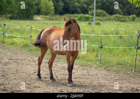 Braunes Pferd, das allein steht. Pferd auf dem Bauernhof. Stockfoto