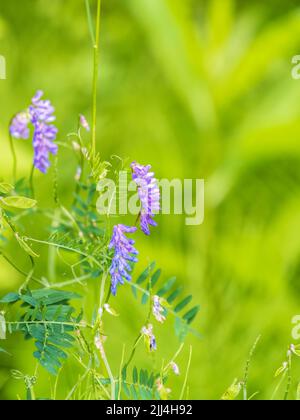Vetch, vicia cracca wertvolle Honigpflanze, Futter und Heilpflanze. Fragile lila Blumen Hintergrund. Wollfutter oder Futtermittel Vetch, Vicia villos, Blosso Stockfoto