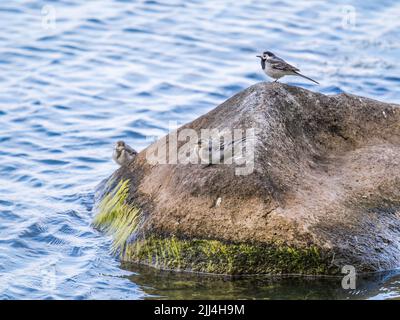 Junge weiße Bachstelze, Motacilla alba, sitzt am Seeufer. Porträt eines jungen singvogels mit langem Schwanz und schwarz-weißer Feder. Intimes p Stockfoto