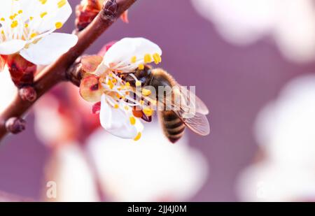 Eine Honigbiene auf einer Aprikosenblüte. Nahaufnahme, selektiver Fokus. Stockfoto