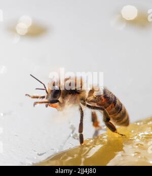 Eine Honigbiene frisst Honig. Nahaufnahme, Makro. Stockfoto