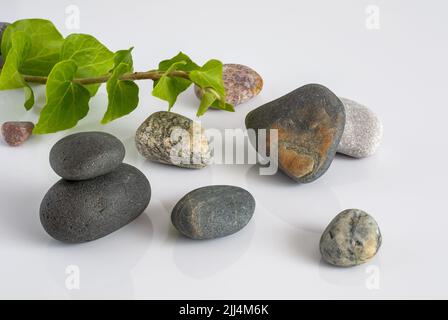 Bunte Kieselsteine und ein Zweig Efeu auf weißem Hintergrund, Makro, Zen-Konzept Stockfoto