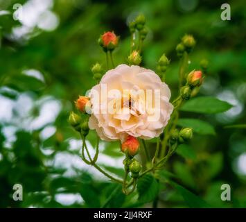 Blüte eines orange wandernden Rosenblütenbusches Stockfoto