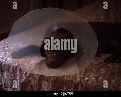 Chocolate labrador Retriever mit elisabethanischen Kragen auf dem Bett seines Besitzers. Stockfoto