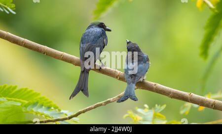 Gabelschwanz-Drongo-Muttervögel, der seinen Juvenile-Drongo-Vogel in einem Ast füttert. Stockfoto