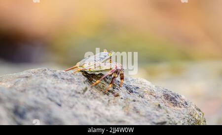 Wunderschöne Grapsus Albolineatus-Krabbe, die auf nassem Meeresgestein am Strand liegt. Weicher Bokeh-Hintergrund. Stockfoto