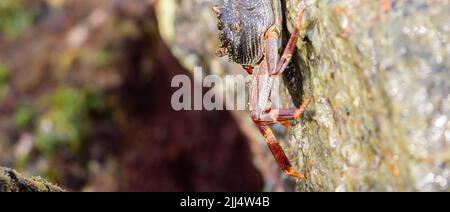 Isolierte Grapsus Albolineatus-Krabbe auf der Seite des feuchten Lavagesteins am Seeufer, Nahaufnahme. Stockfoto