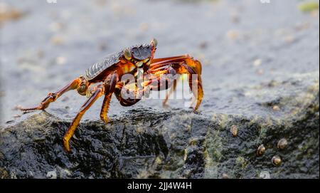 Isolierte Grapsus Albolineatus-Krabbe auf einem feuchten Lavastein am Seeufer Nahaufnahme. Stockfoto