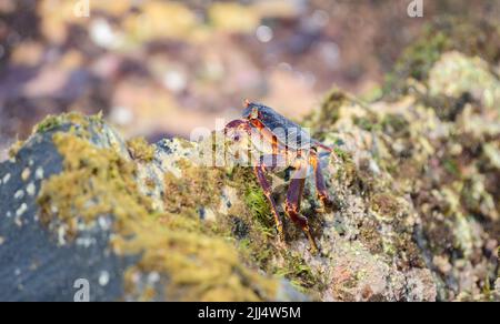 Schöne Grapsus Albolineatus-Krabbe auf einem feuchten Lavastein am Seeufer, Nahaufnahme. Stockfoto