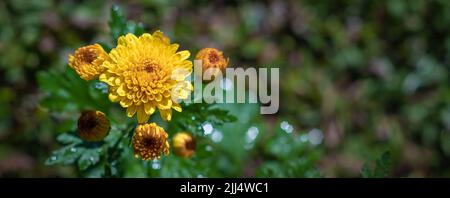 Gelber Kapuru blüht im Garten, und Morgenlicht trifft auf die Blumen. Stockfoto