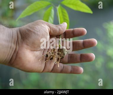 Männliche Hand, die einen kleinen Sprossen aus einem Rambutan-Samen hält. Stockfoto