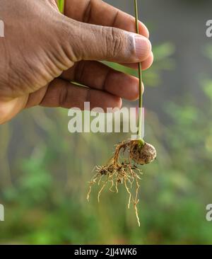 Männliche Hand, die einen kleinen Sprossen aus einem Rambutan-Samen hält. Stockfoto