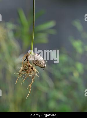 Rambutan-Samen sprießen, Pflanzenzüchungsprozess, frische Wurzeln. Stockfoto