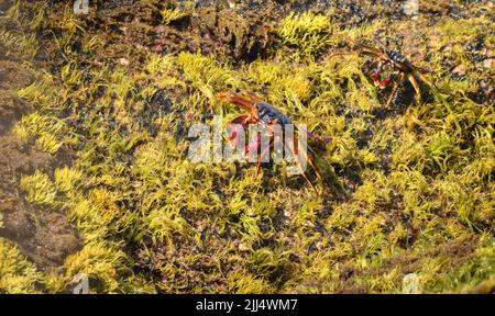 Zwei Grapsus Albolineatus-Krabben, die auf moosigen Felsen krabbeln, mit Blick über den Strand. Stockfoto