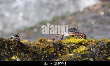 Wunderschöne Grapsus Albolineatus-Krabbe, die auf den moosigen Felsen liegt, mit Blick auf den Strand von der Krabbe zurück. Stockfoto