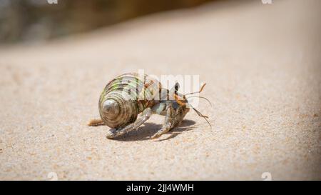 Einsiedlerkrebs kriecht langsam am Sandstrand Stockfoto