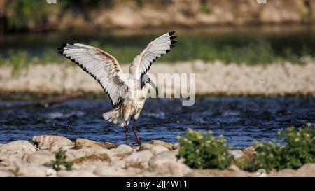 Afrikanischer heiliger Ibis (Threskiornis aethiopicus), Crema, Italien Stockfoto