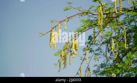 Indische Acacia-Blätter mit einem Muster und langen grünen Hülsen mit Samen auf einem verschwommenen Himmel Hintergrund eines Gartenrasen. Stockfoto