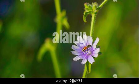 Feld von blauem Chicory. Cichorium intybus Blumen, genannt als blaue Matrosen, Kaffee Unkraut, oder gemeinsame Sukkkkkory ist krautig Stockfoto
