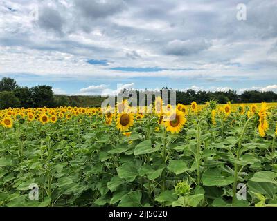 Schöne Sonnenblumen im Bereich natürliche Hintergrund, Sonnenblumen blühen Stockfoto