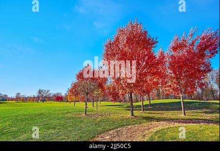 Die Gruppe der leuchtend roten Ahornbäume inmitten des grünen Rasens im Park von Meschyhirya, Ukraine Stockfoto