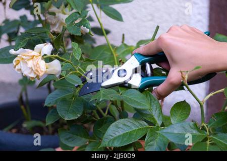 Gärtner schneidet Rosensträucher ab. Rosen nach der Blüte zurückschneiden Stockfoto