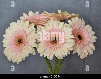 Makro-Foto von Gerbera Gänseblümchen bunte Blume aus nächster Nähe Stockfoto