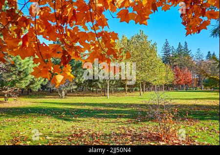 Der saftige grüne Rasen auf der Stufe im Park mit Pinien, Fichten, Eichen und goldenen Herbstzweigen von Tulpenbaum im Vordergrund, Mezhyhirya, Ukrai Stockfoto