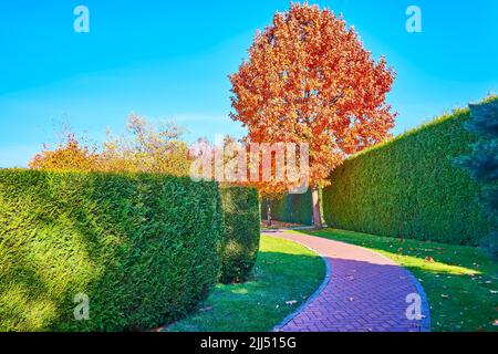 Gehen Sie durch die geschwungene Gasse mit Blick auf eine Wand aus topiary Thuja Büschen und leuchtend rot ausgebreiteten Eichen im Herbstpark, Meschyhirya, Ukraine Stockfoto