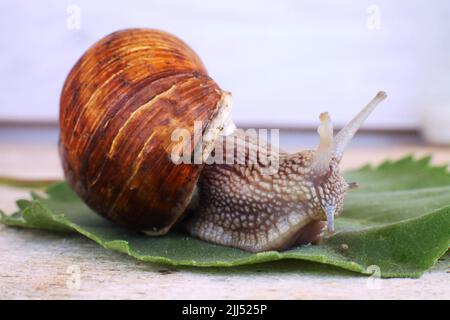 Ökologische Schnecke. Farm für den Anbau von Traubenschnecken. Schnecke aus nächster Nähe auf einem Traubenblatt Stockfoto