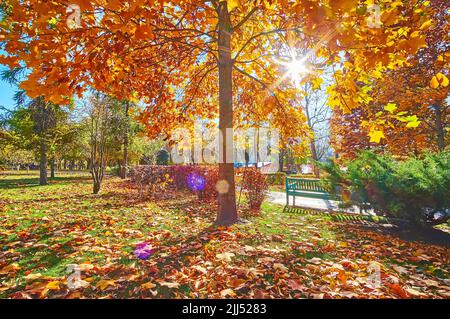 Der strahlende Sonnenschein scheint durch die orange-roten Blätter der Tulpe im Herbstpark, Mezhyhirya, Ukraine Stockfoto