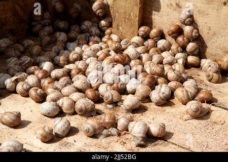 Ökologische Schnecke. Farm für den Anbau von Traubenschnecken. Schnecke aus nächster Nähe auf einem Traubenblatt Stockfoto