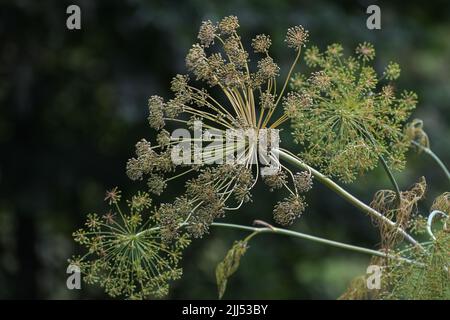 Blütenstand von Dill mit reifenden Samen im Kräutergarten, zum Würzen von Lebensmitteln oder als medizinischer Tee, Kopierraum, Nahaufnahme mit ausgewähltem Fokus und Stockfoto