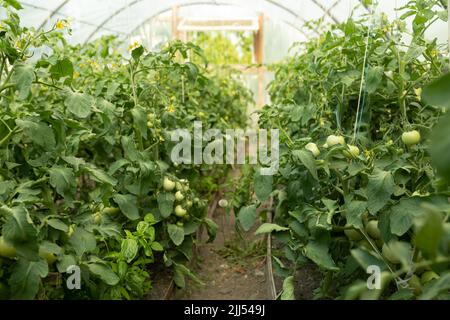 Reihen von grünen Tomaten reifen in einem holländischen Gewächshaus Stockfoto