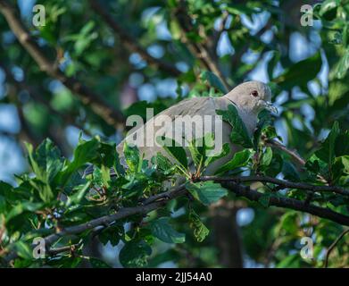 Eine eurasische Collard Dove (Streptopelia decaocto) saß an einem Sommerabend in einem Baum - in Lincolnshire, Großbritannien Stockfoto