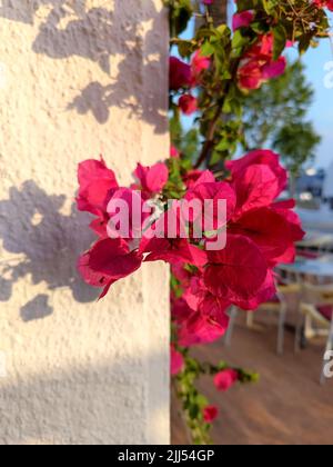 Rosa Bougainvillea Glabra Nyctaginaceae Blumenpflanze in Spanien, Europa. Stockfoto