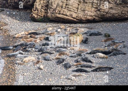 Atlantische Kegelrobben wurden im April auf North Haven, Skomer Island, Pembrokeshire, Wales, Großbritannien, ausgezogen Stockfoto