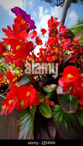 Schöne rote gelbe Begonia cucullata Blüten. Es gibt keine Personen oder Marken in der Aufnahme. Stockfoto