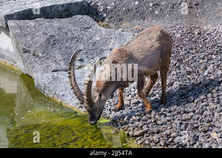 Alpine Ibex (Capra Ibex), männlich Stockfoto