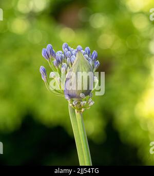 Afrikanische Lilie (Agapanthus) lila Blüten auch Lilie des Nils genannt Stockfoto