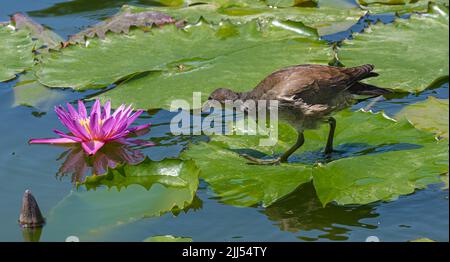 Der junge Moorhen (Gallinula chloropus) läuft über die Seerosen Stockfoto