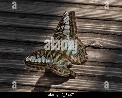 Clipper Parthenos sylvia violacea (Papilio sylvia) Erwachsener, Obst zum Mittagessen. Stockfoto